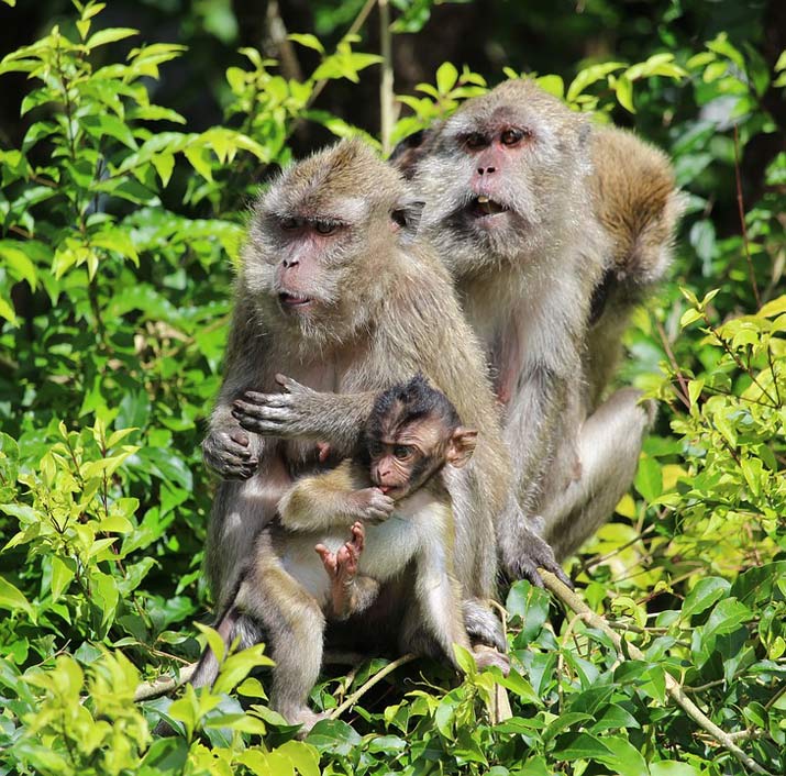  Mauritius Monkey-Baby Ape