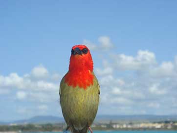 Bird Animal Nature Mauritius Picture