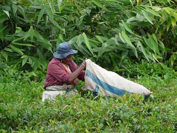 Collection Plantation Mauritius Tea-Leaves Picture
