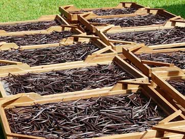 Drying Plantation Mauritius Vanilla-Beans Picture