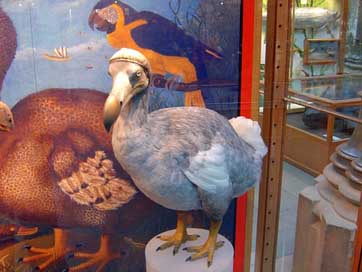 Dodo Painting Extinct Bird Picture