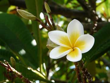 Frangipani Flower Plumeria Mauritius Picture