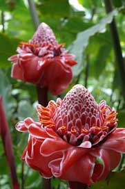 Mauritius  Wax-Flowers Gardens Picture