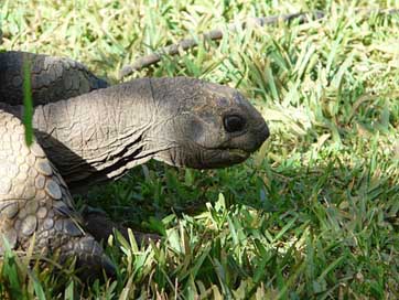 Giant-Tortoise  Animal Mauritius Picture