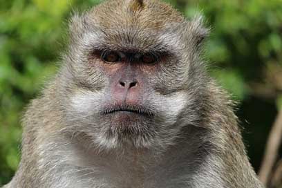 Monkey Grim Face Mauritius Picture
