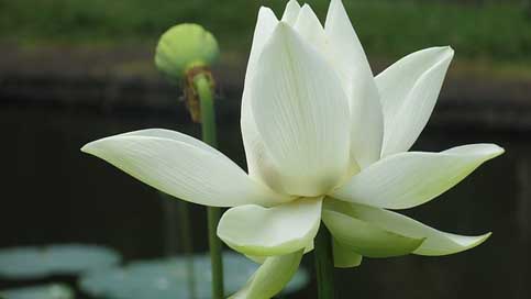 Nature Plant Mauritius Flower Picture