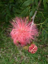 Plant  Mauritius Flower Picture