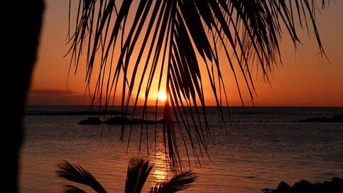 Mauritius Sea Palm-Trees Sunset Picture