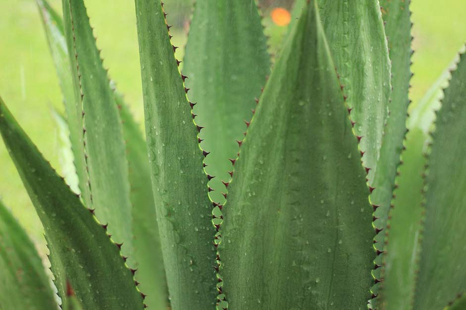 Plant Nature Outdoor Agave