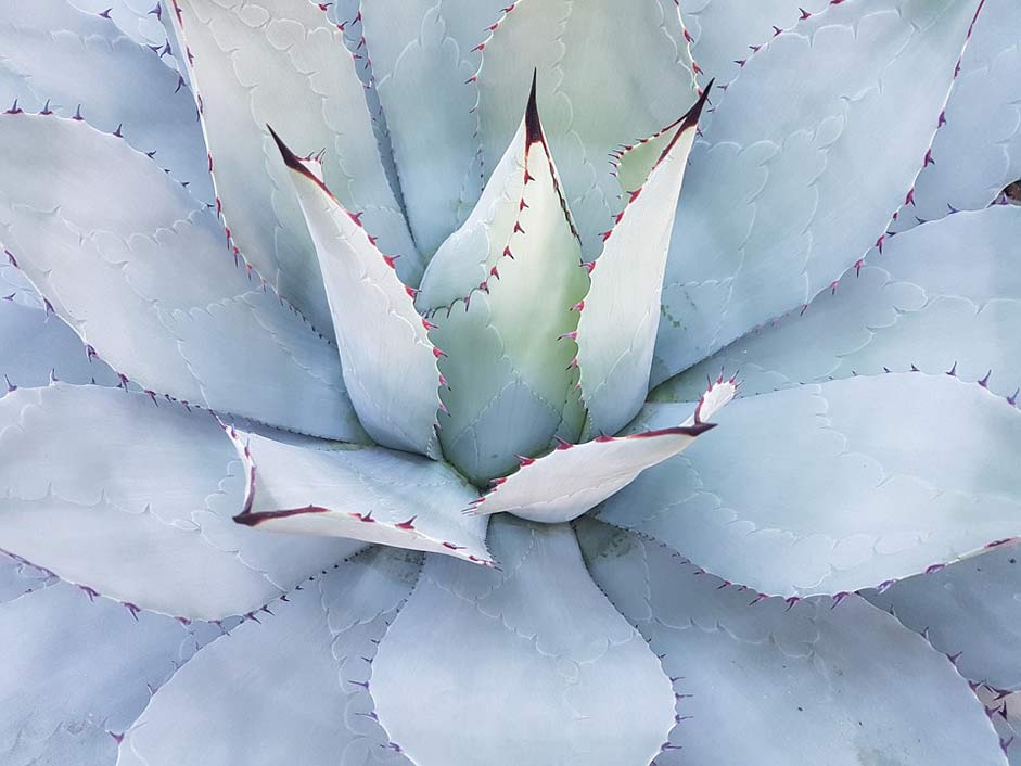 Plant Mexico Mammilaria-Geminispina Cactus