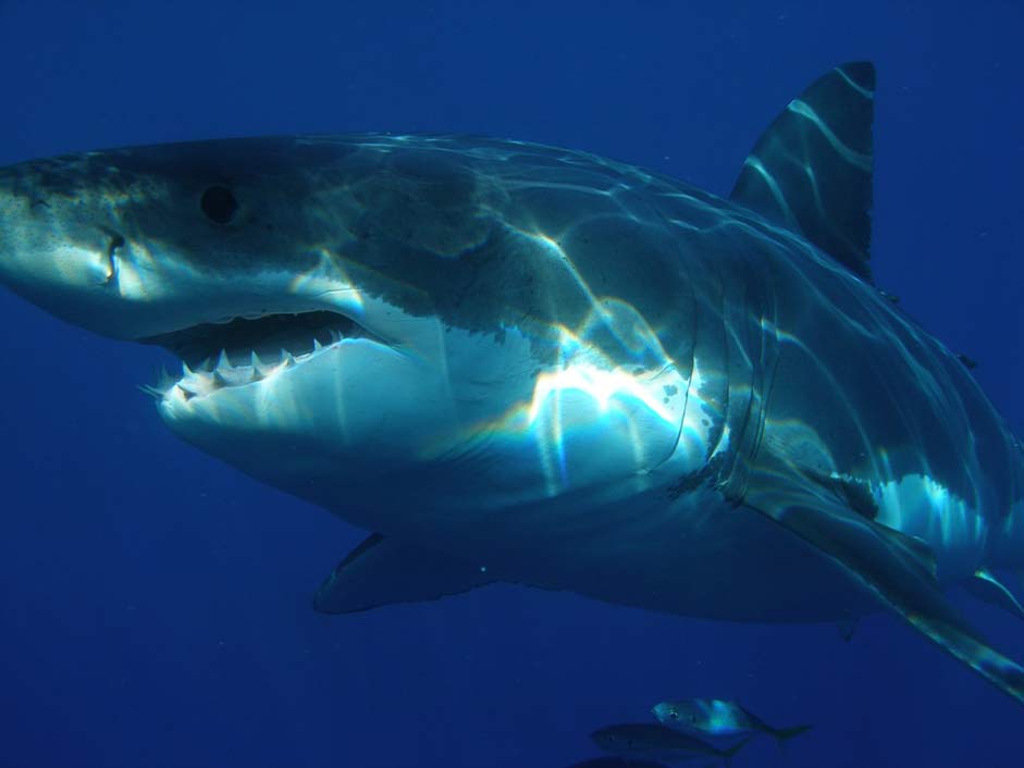 Fish Jaws Shark Great-White-Shark