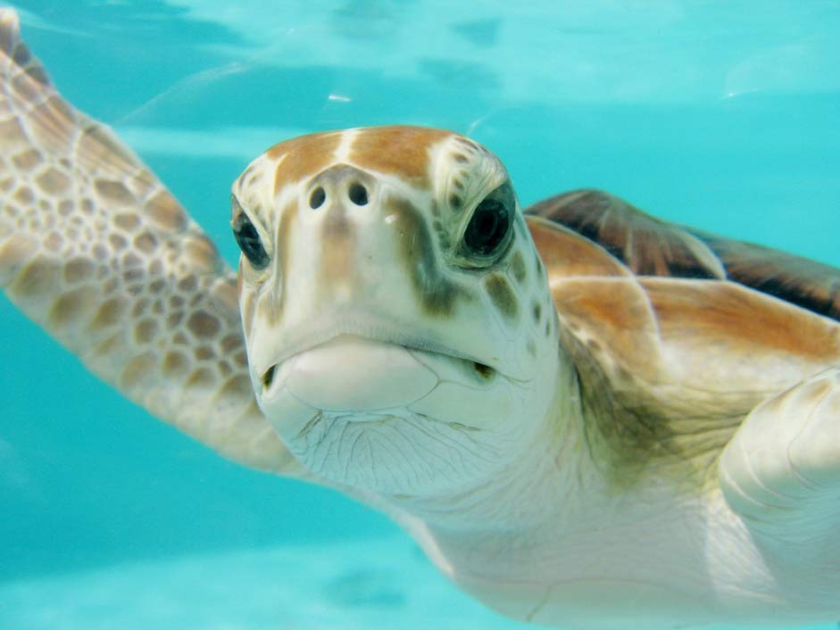 Underwater Swim Turtle Mexico