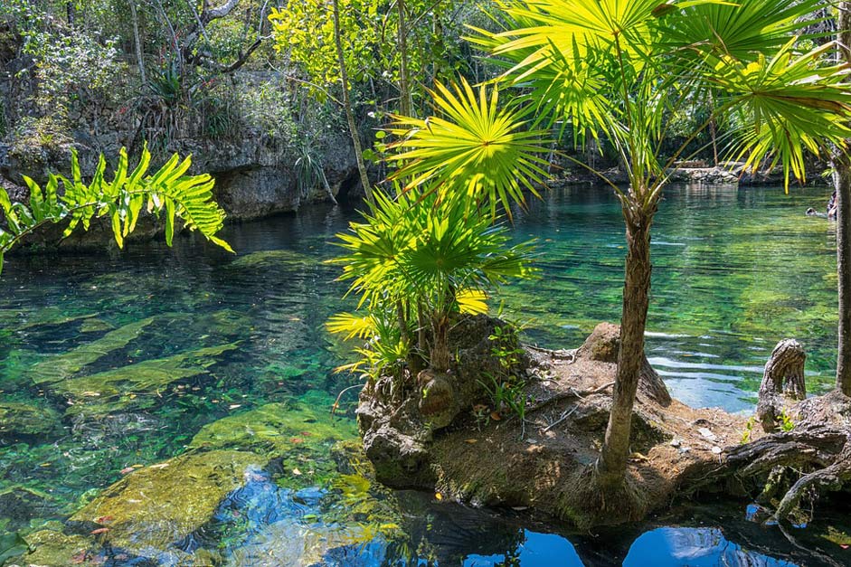 Nature Cenote Yucatan Mexico