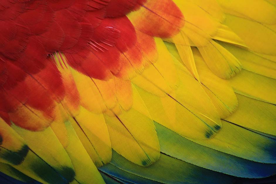 Amazon Red Macaw Parrot