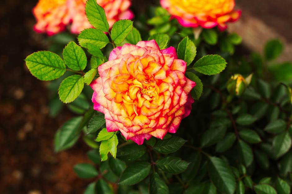 Rosa Multicolor Miniature Roses