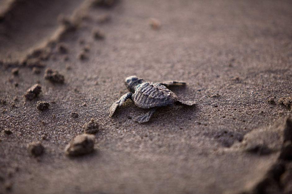 Survival Young Baby Sea-Turtle