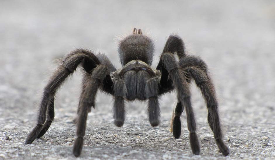 Hairy Arachnid Spider Tarantula