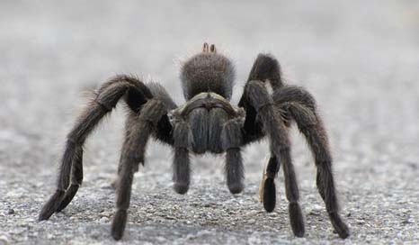 Tarantula Hairy Arachnid Spider Picture