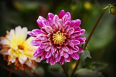 Dahlia-Flower Perennial Herbaceous Plant Picture