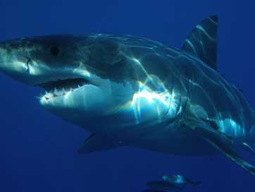 Great-White-Shark Fish Jaws Shark Picture