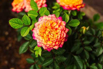 Roses Rosa Multicolor Miniature Picture
