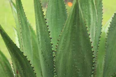 Agave Plant Nature Outdoor Picture
