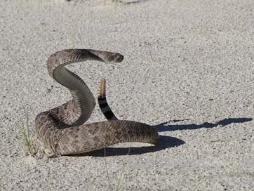 Western-Diamondback-Rattlesnake  Poisonous Viper Picture