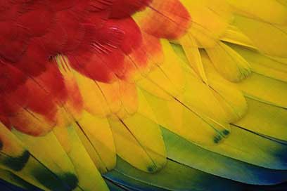 Parrot Amazon Red Macaw Picture