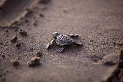 Sea-Turtle Survival Young Baby Picture