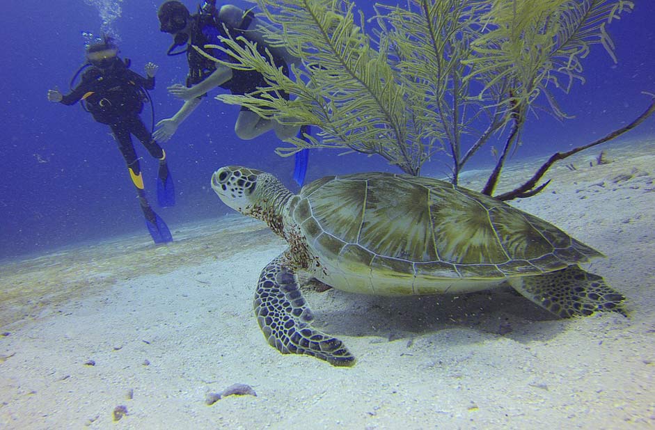Mexico Divers Scuba-Diving Turtle