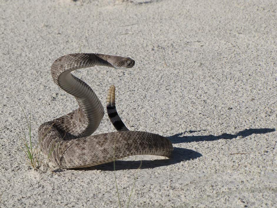  Poisonous Viper Western-Diamondback-Rattlesnake