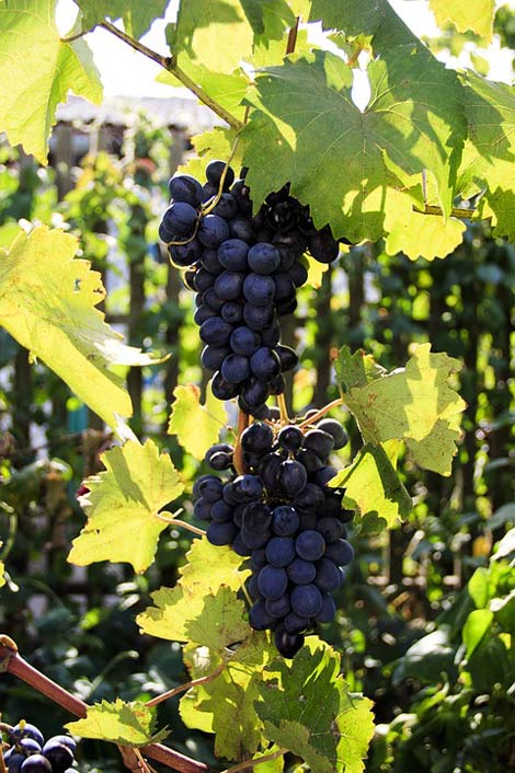 Travel Wine Moldova Grapes