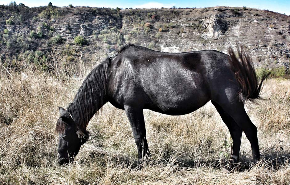 Nature Animal Black Horse