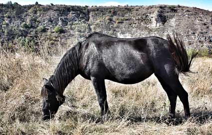 Horse Nature Animal Black Picture