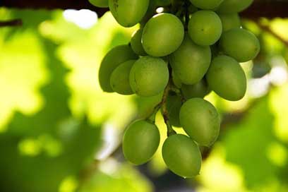 Moldova A-Bunch-Of Green Grapes Picture