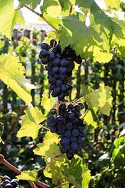 Grapes Travel Wine Moldova Picture