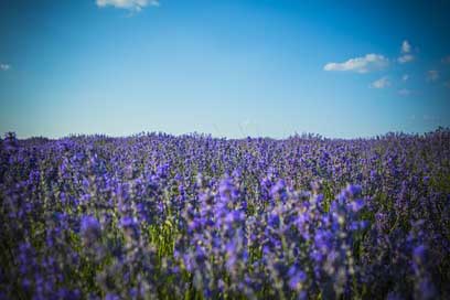 Lavender  Moldova Field Picture