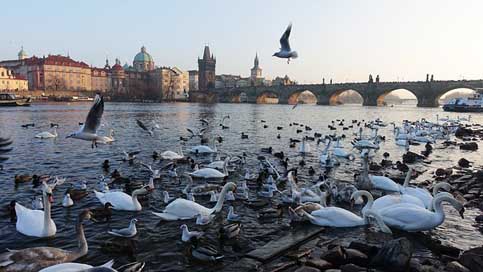 Prague Swans Swan Moldova Picture
