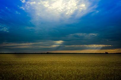 Wheat Field Sun Lan Picture