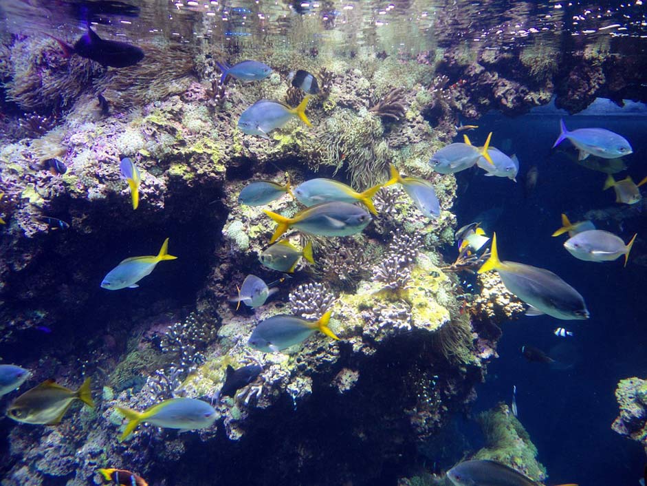 Museum Ocean Monaco Fish