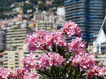 Oleander Pink Flowers Flower Picture