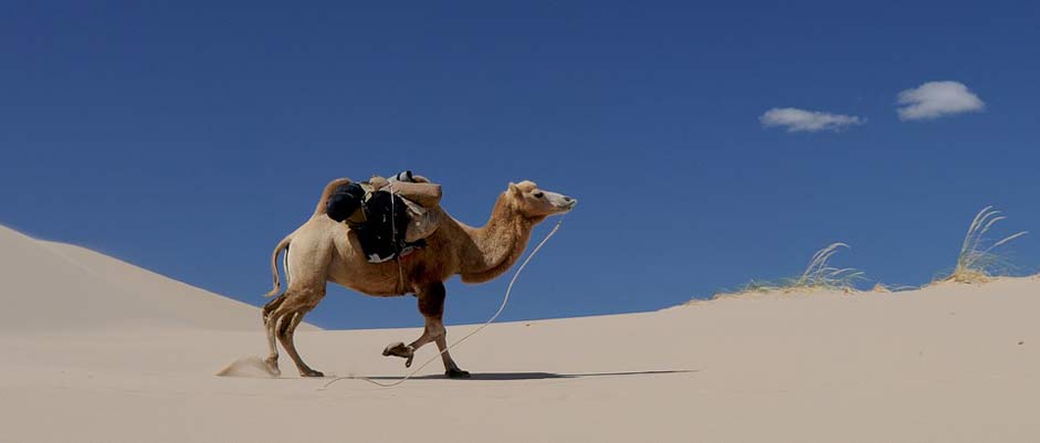 Mongolia Sand Desert Camel