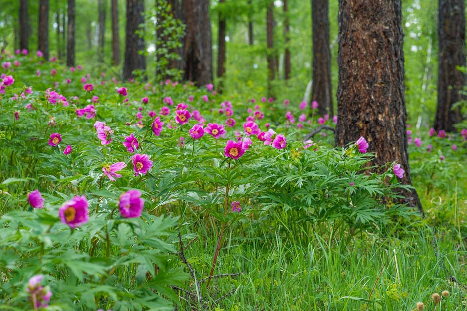 June Larch-Forests Peony Flowers