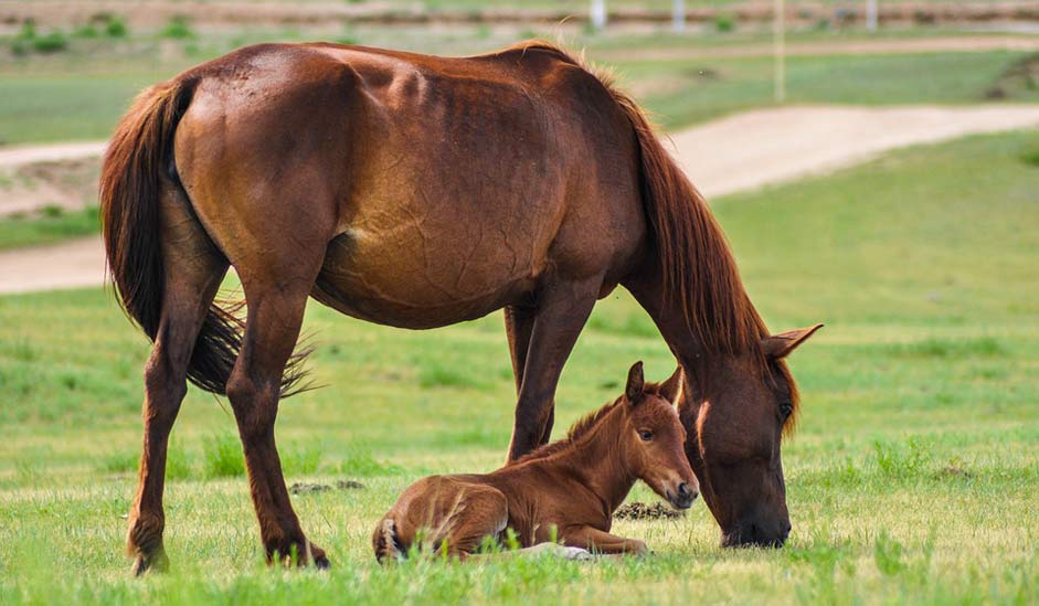 Nature Foal Mare Horse