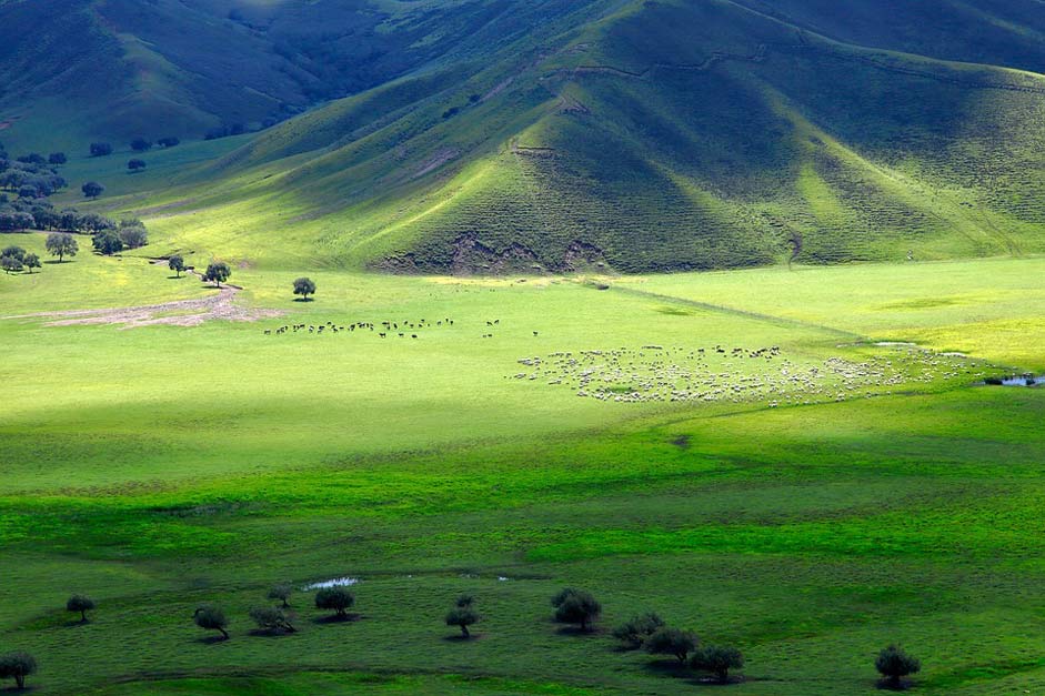Sheep Prairie Horqin Inner-Mongolia