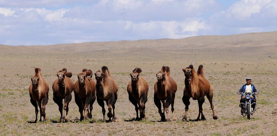 Desert Nomad Camels Mongolia