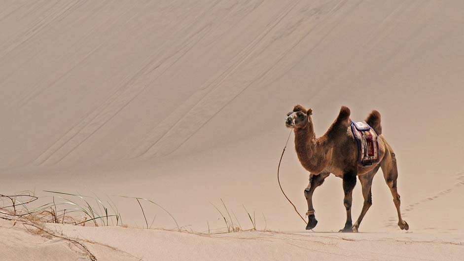 Camel Sand Desert Mongolia