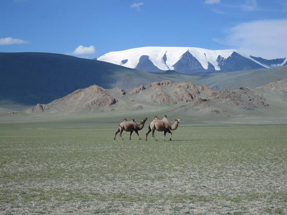 Steppe Camels Glacier Mongolia