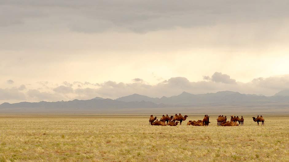 Lighting Camels Gobi Mongolia