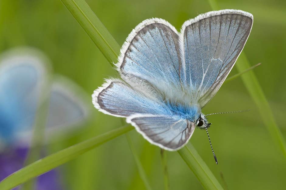 Blue Buterflies Halyamaat Mongolia